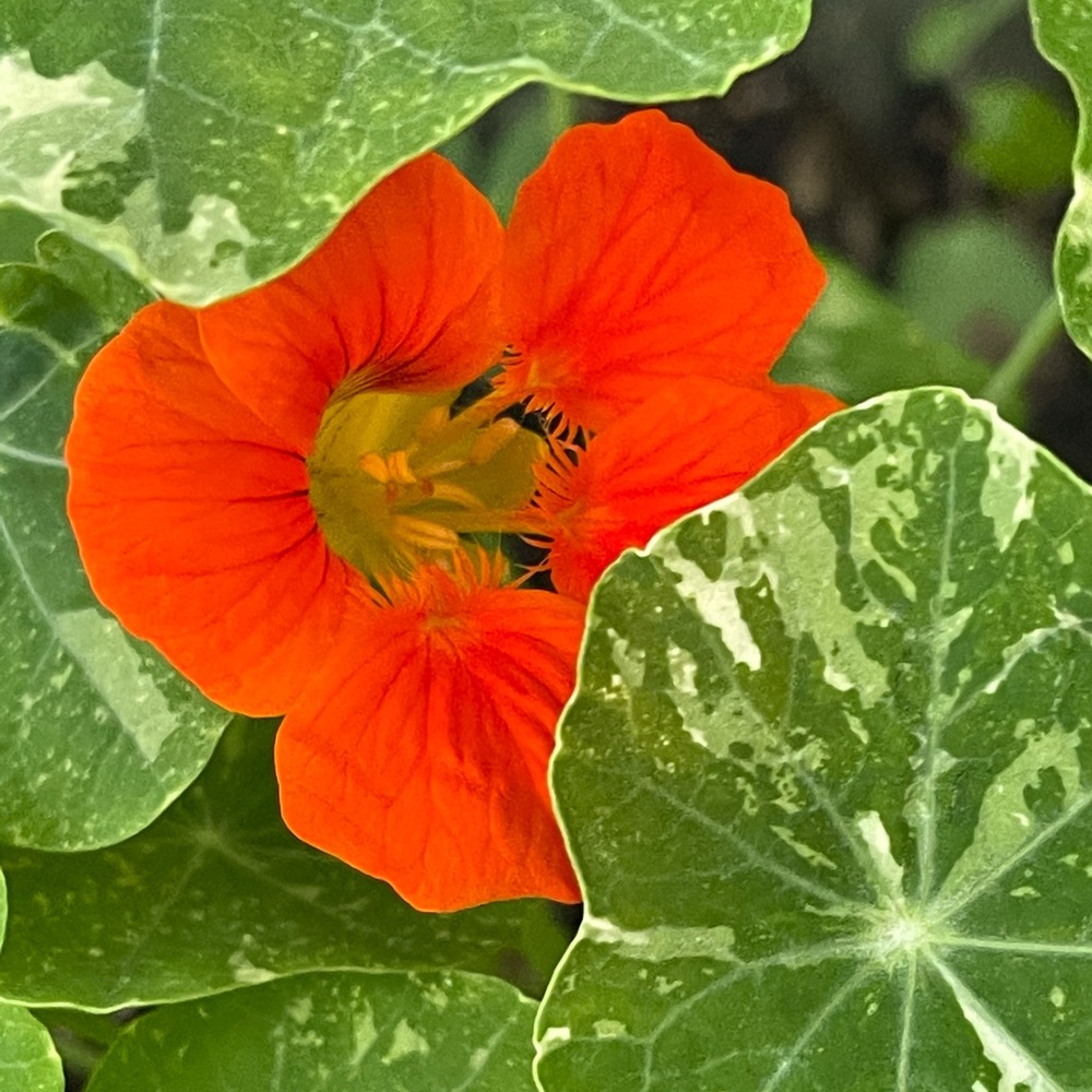 WELCOME! Thank You For Checking Out My Closet! - Picture 6 of 15